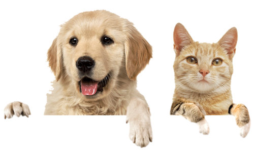 —pngtree—cats and dogs red dogs 2281529