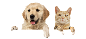 —pngtree—cats and dogs red dogs 2281529